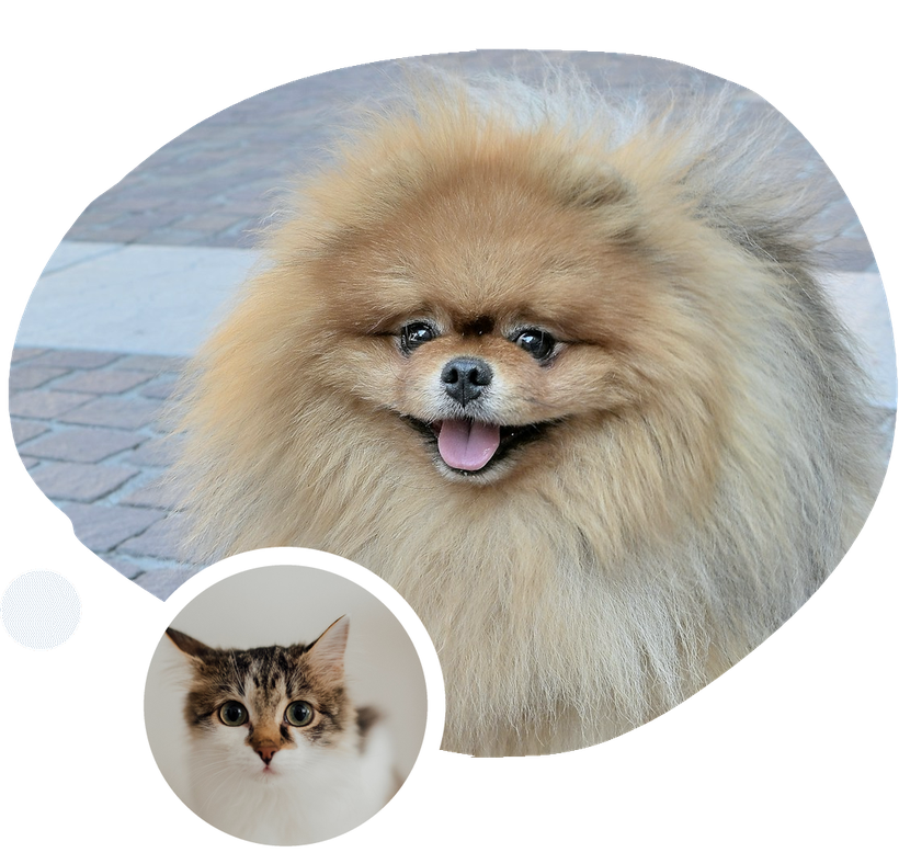 Why Royal Canin