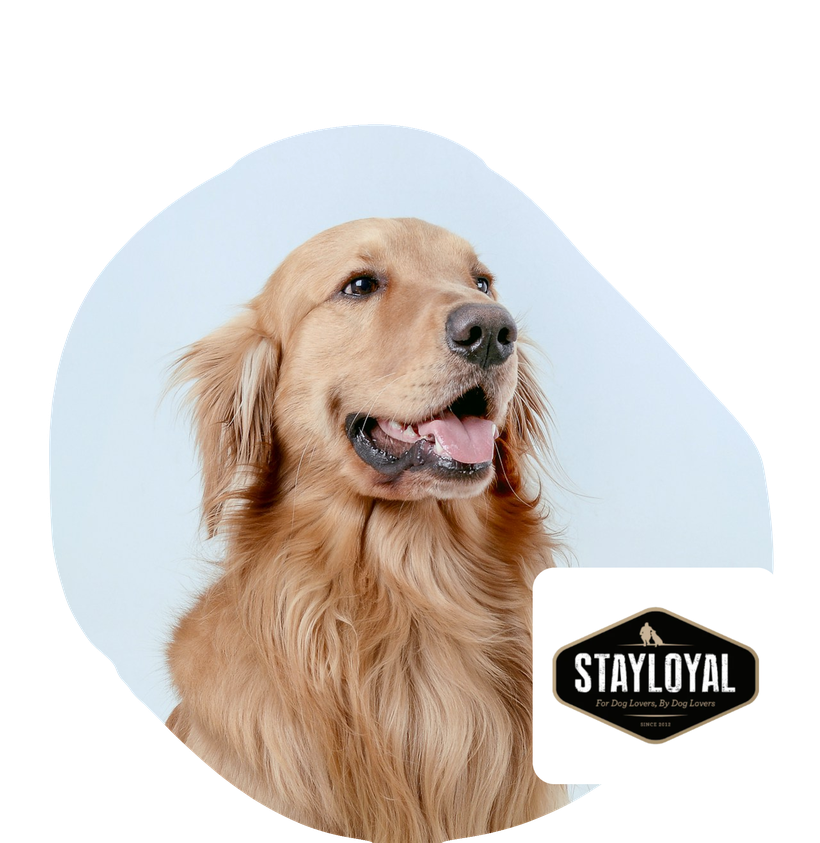 Stay Loyal discount banner
