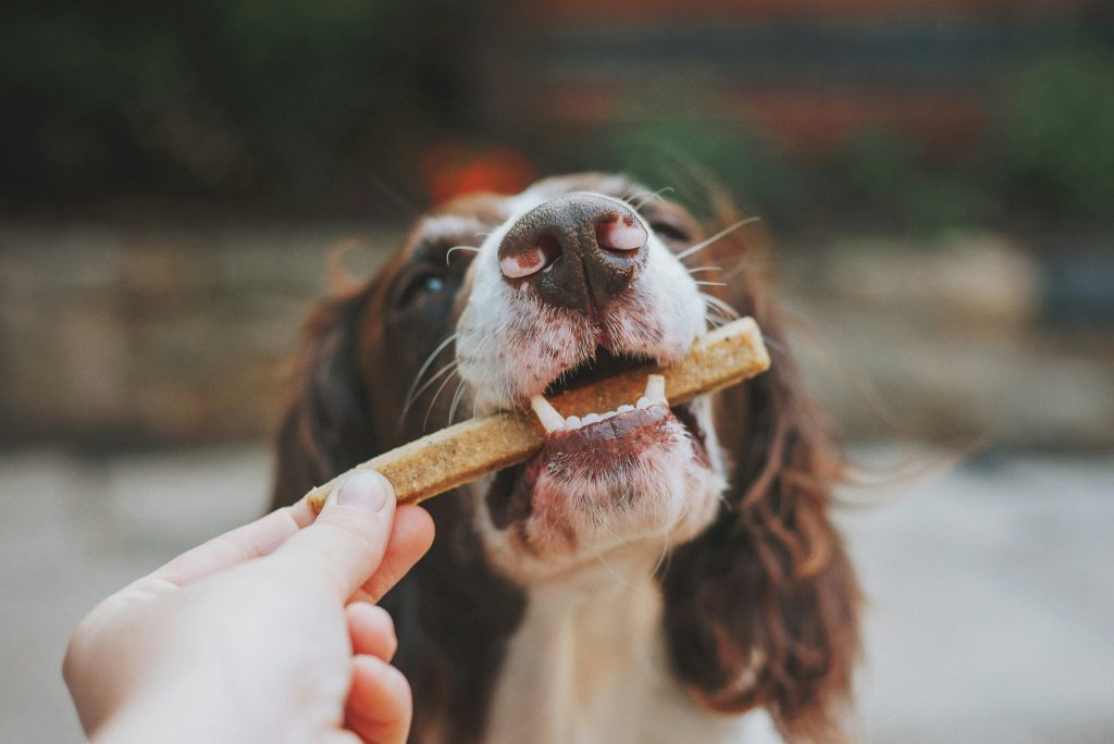 dog diet-hero