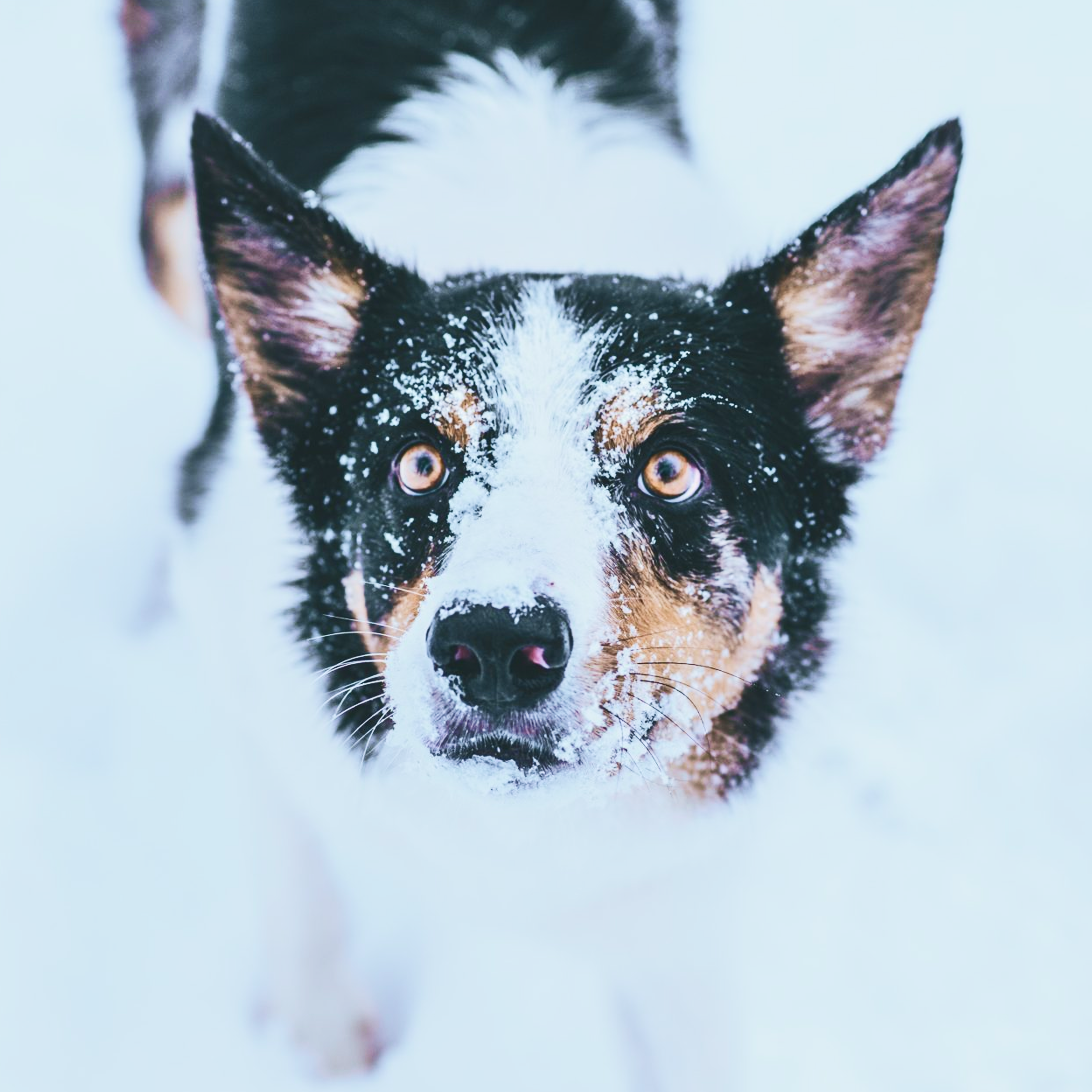 Australian Cattle Dog