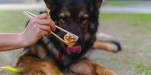 dog cake