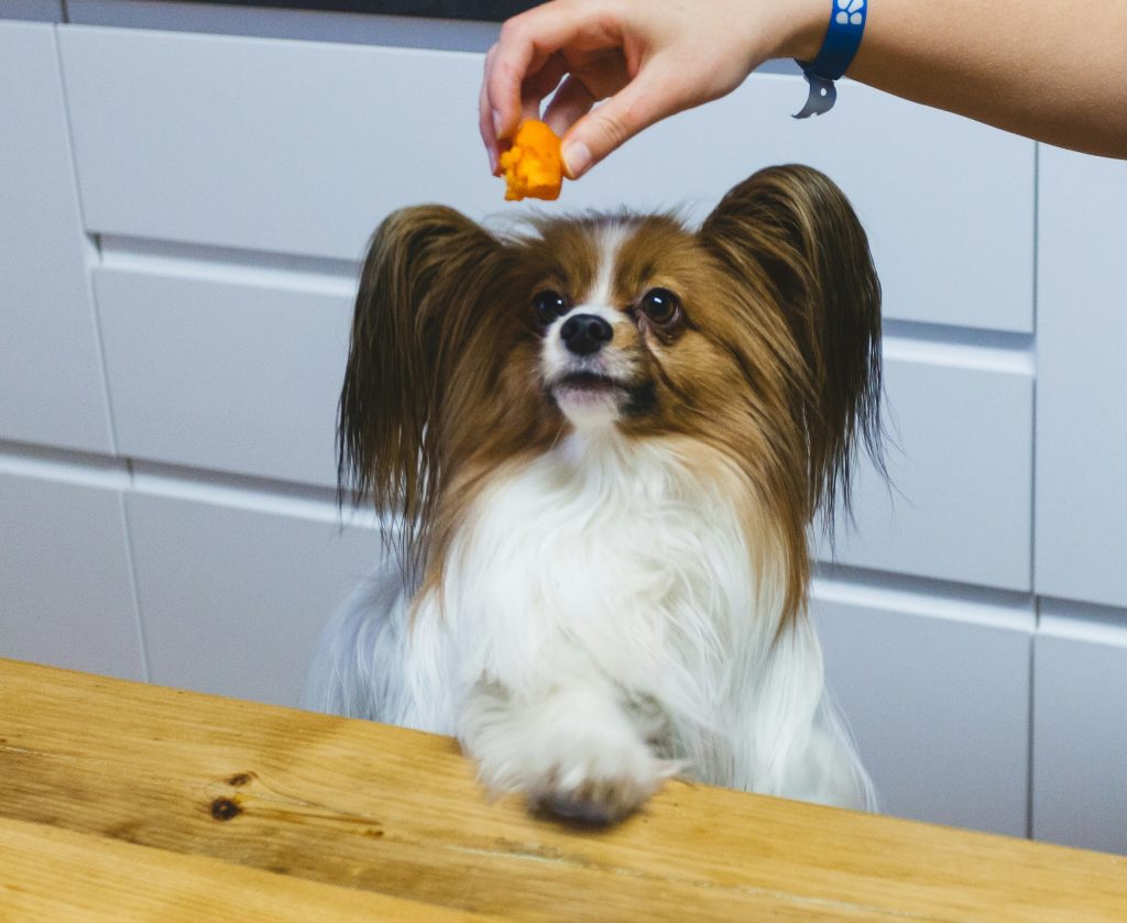 Can Dogs Have Sweets? 2 niko nieminen ulb8m7koNXU unsplash