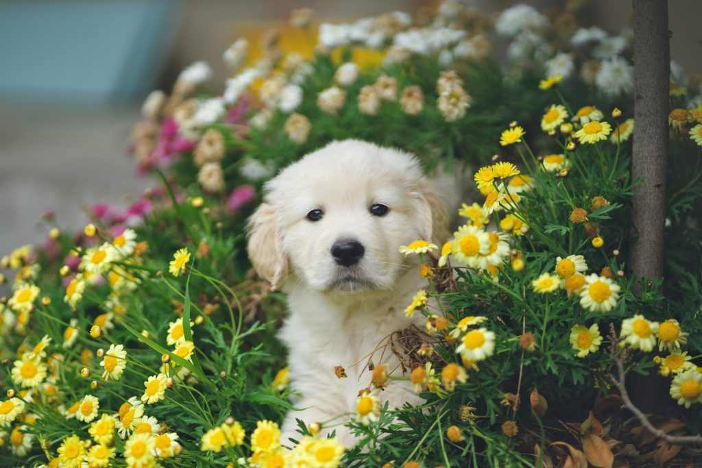 stop puppy farms