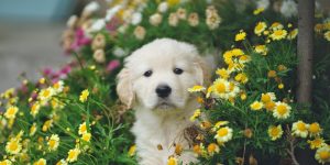 stop puppy farms