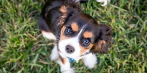 Centralised Pet Registration