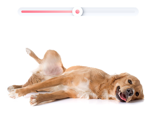 Dog Progesterone Levels