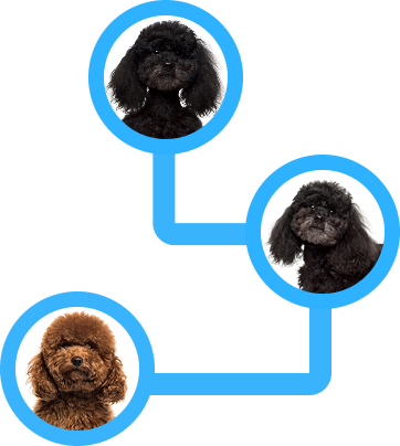 Line Breeding