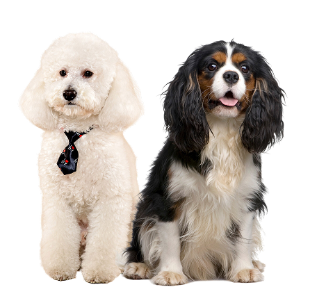 Crossbreed