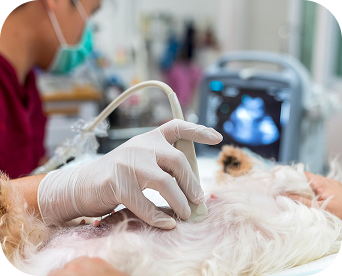 Signs of Pregnancy in Dogs