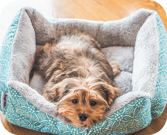 Signs of Labour in Dogs