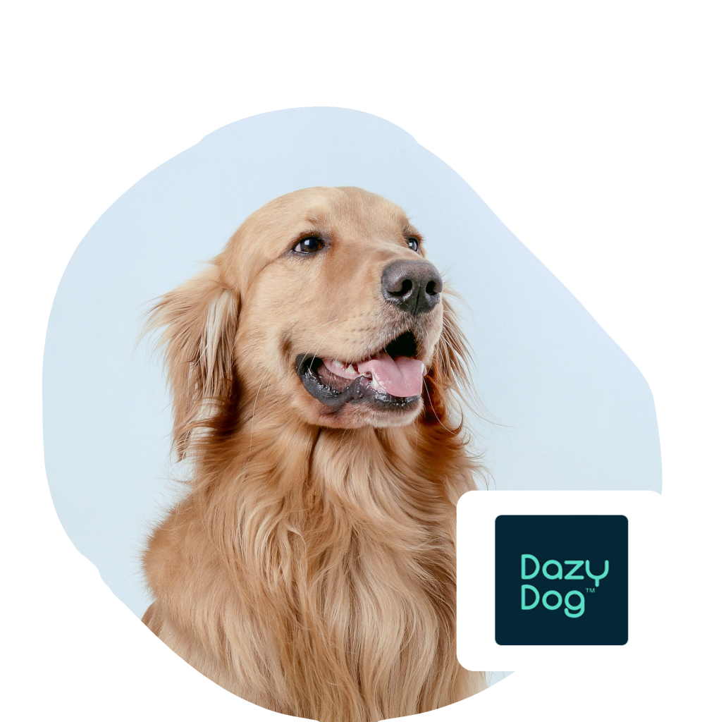 dazy dog discount