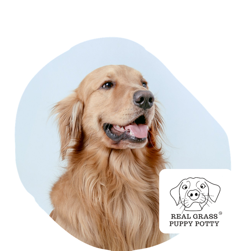 real grass puppy potty discount