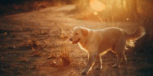 golden retriever