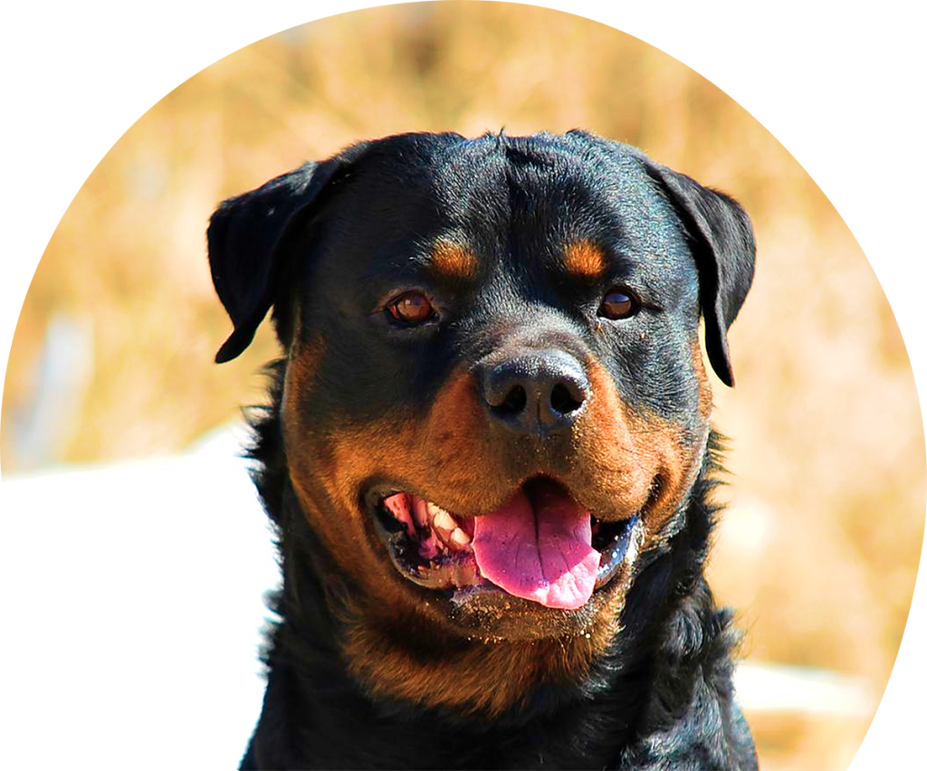 Rottweiler Stud​