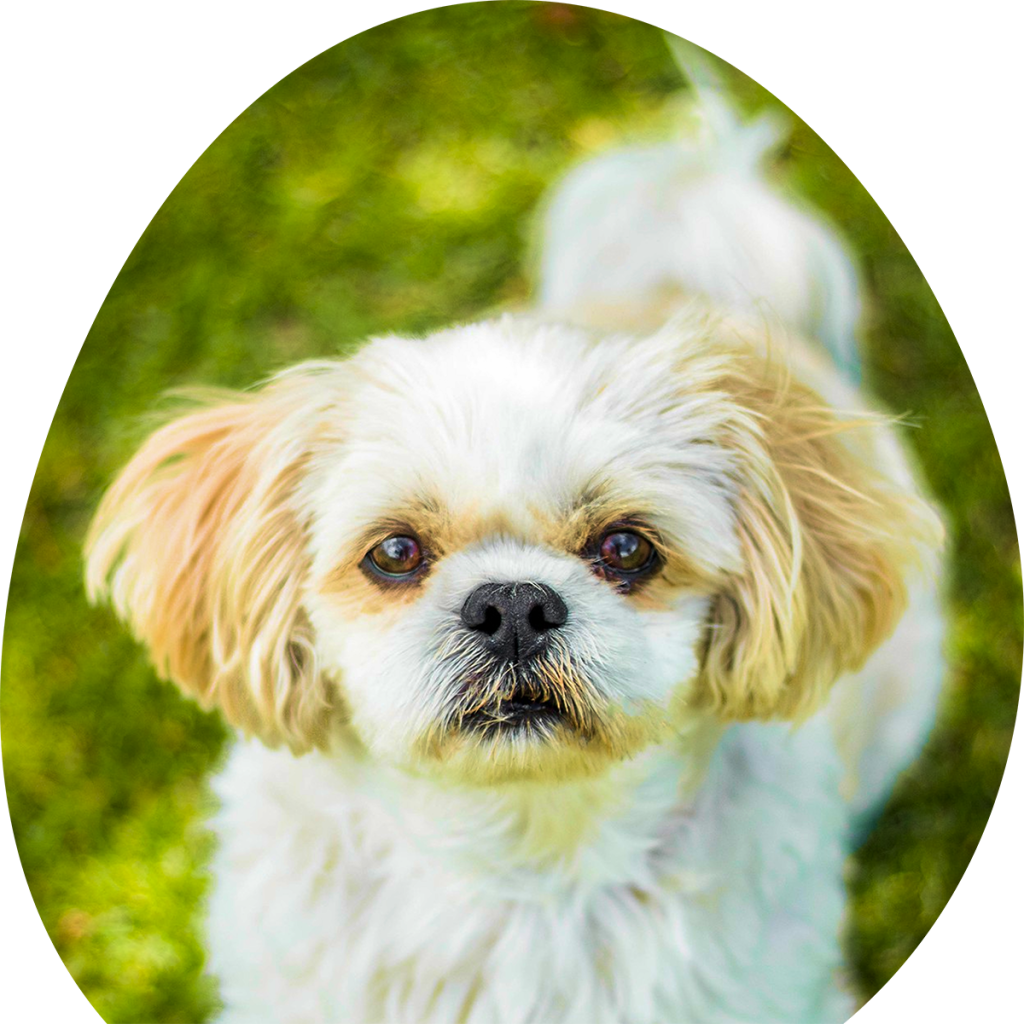 Maltese Shih Tzu Stud​