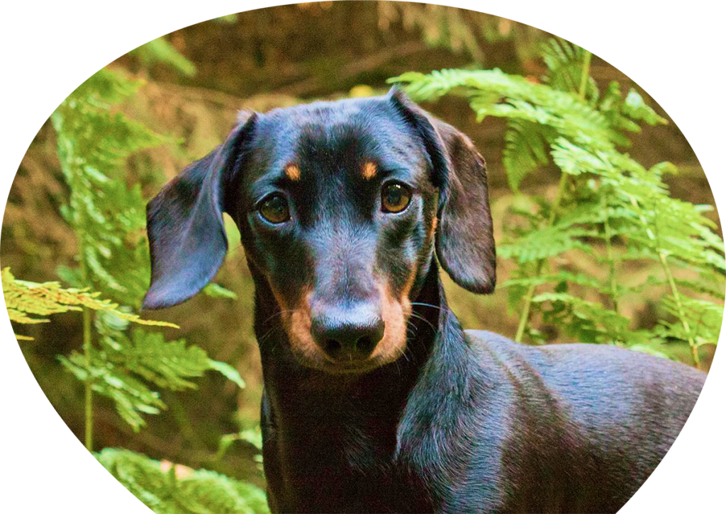 Dachshund Stud​