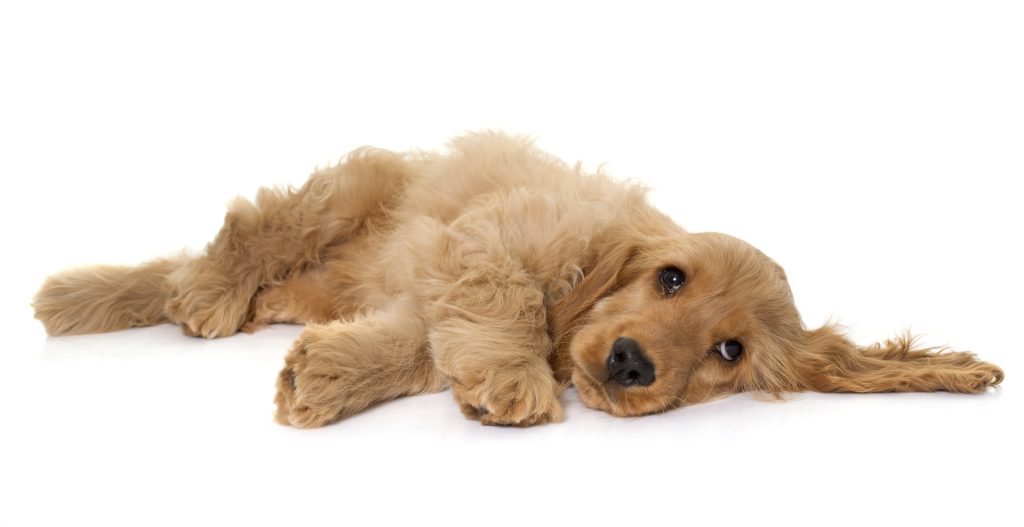 Miscarriage in Dogs​