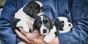 dog breeder with puppies