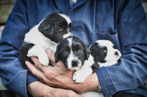 dog breeder with puppies