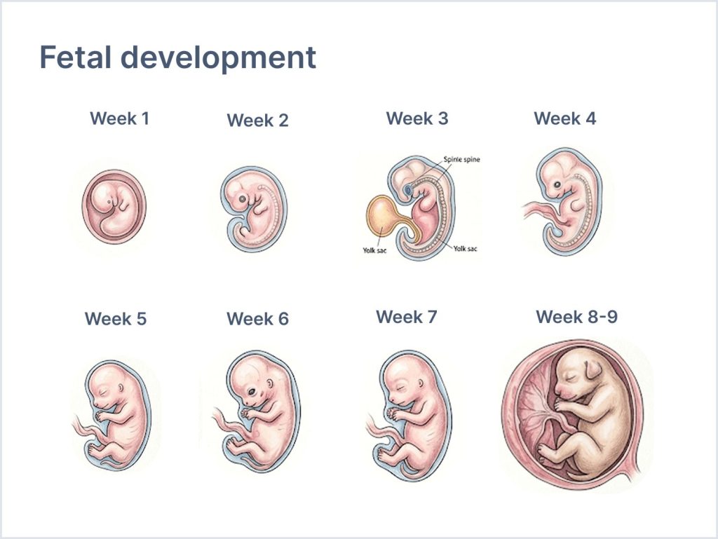 fetal development