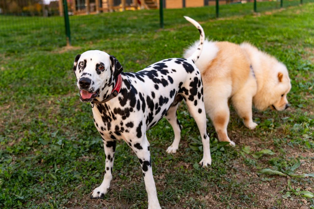 two dogs mating on grass