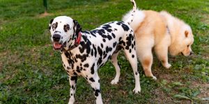 two dogs mating on grass