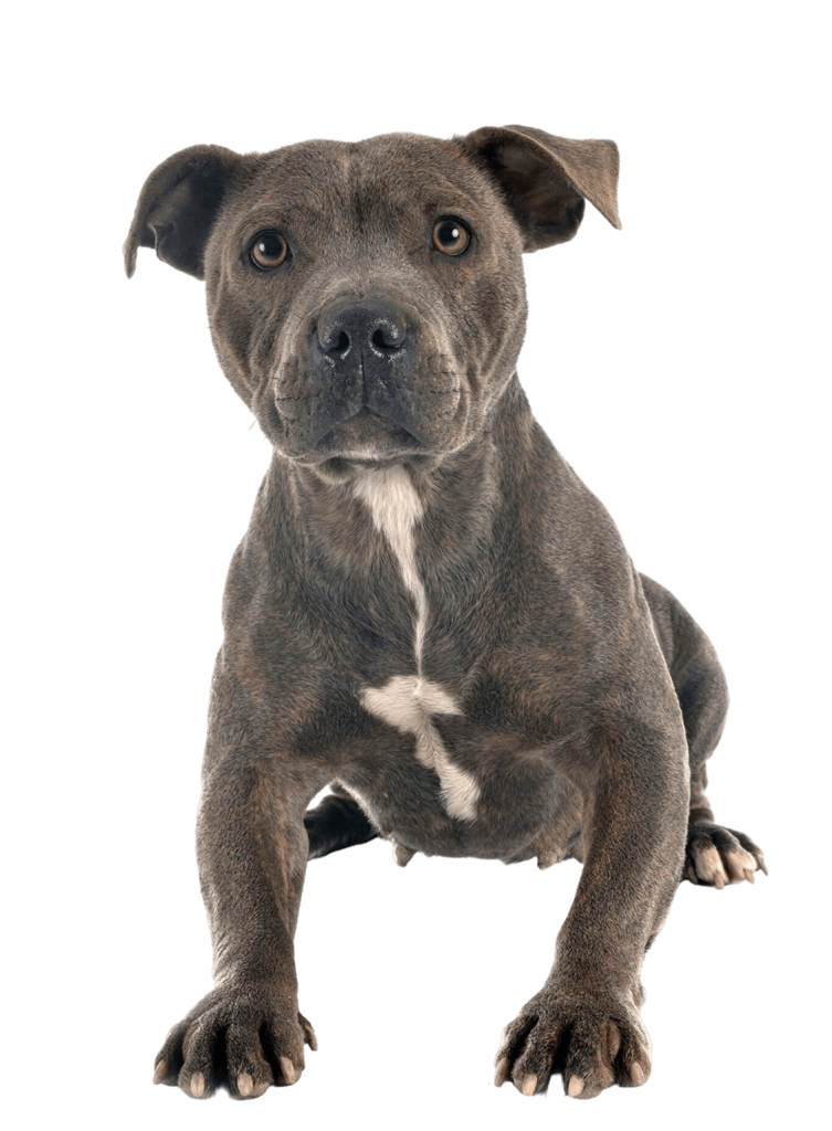 Staffy image 1