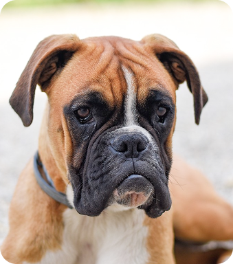 Boxer