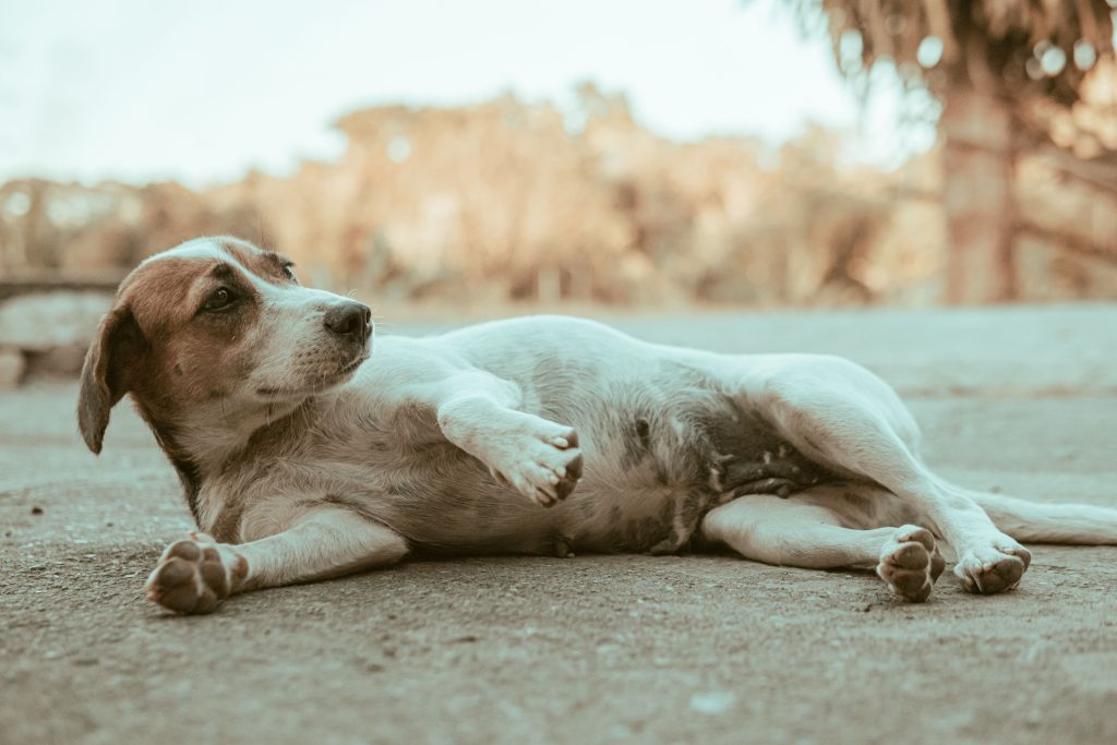 dog in heat