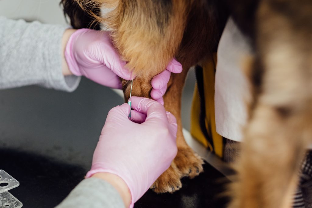 dog getting an injection