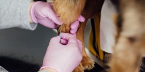 dog getting an injection