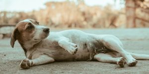 female dog in heat