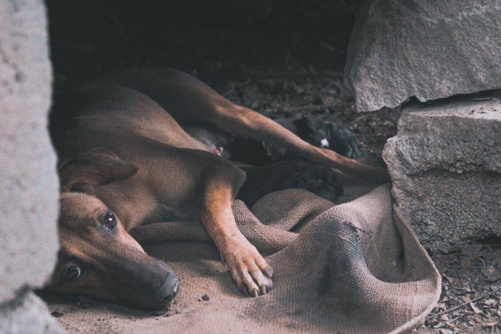 dog in labour