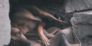 dog in labour