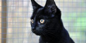 black cat in cattery