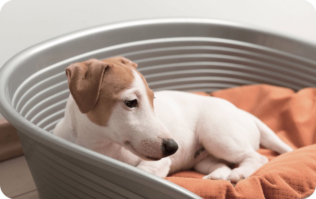 Puppy whelping box