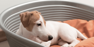Puppy whelping box