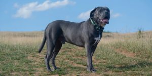 Essential Tools for Stud Dog Management