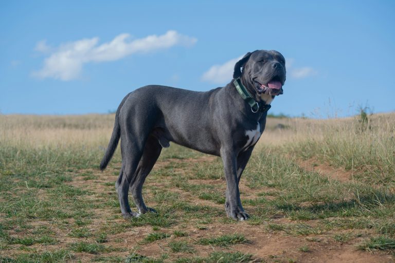 Essential Tools for Stud Dog Management