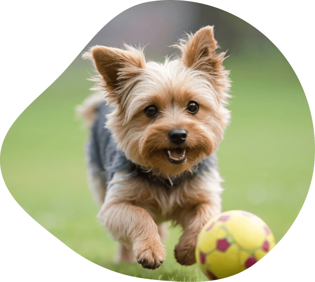 Temperament Testing