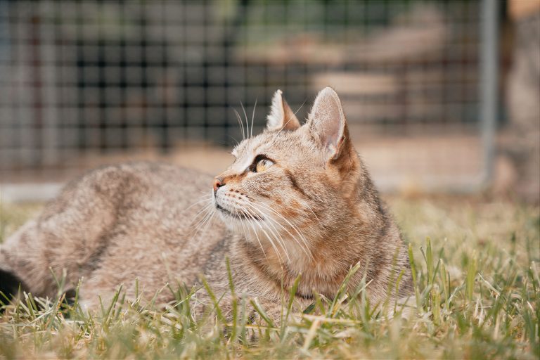 cat in cattery