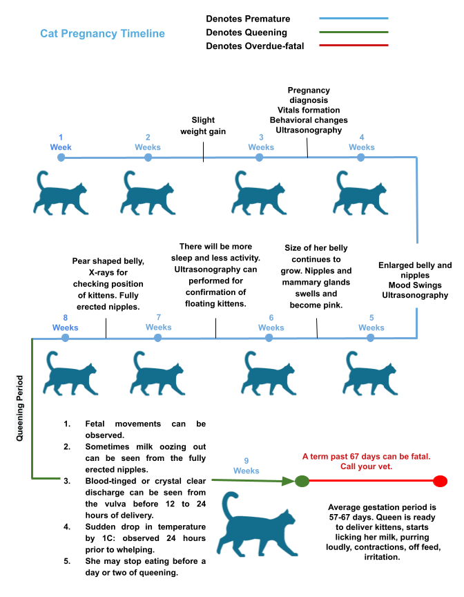 Cat Birthing 2 Cat pregnancy timeline infographic showing week-by-week changes from week 1 to queening