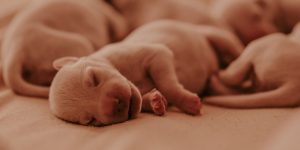 newborn puppies
