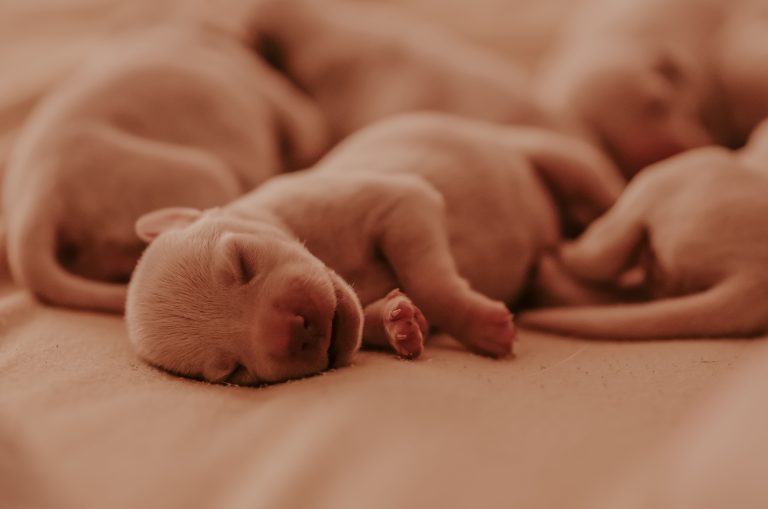 newborn puppies