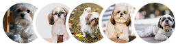 3000+ breeders