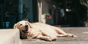 dog on heat