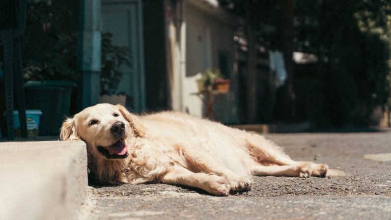 dog on heat