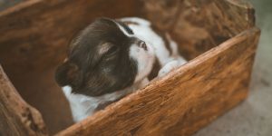 puppy in box