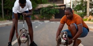 two men with stud dogs