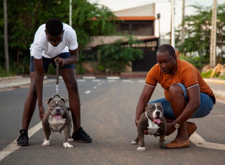 two men with stud dogs